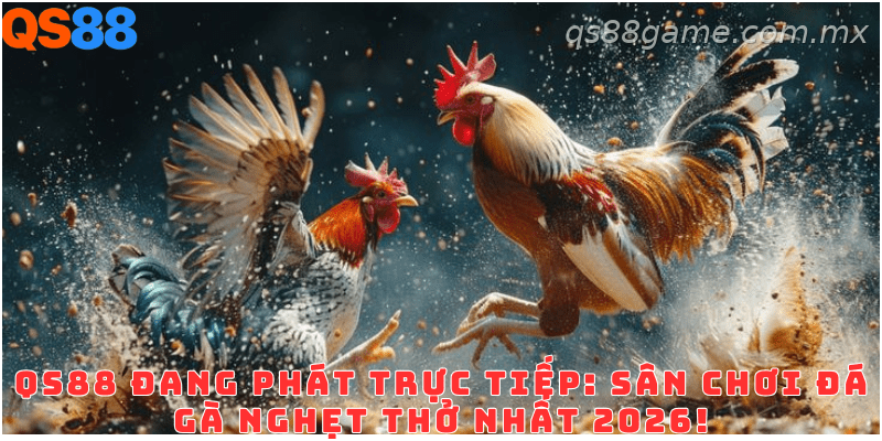 Tổng quan sảnh đá gà QS88 với các trận đấu trực tiếp mỗi ngày